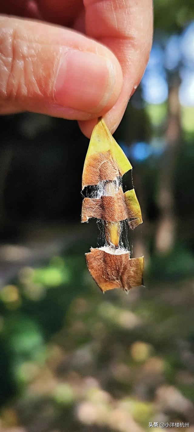 跟随树友们逛中国第一座现代植物园——浙大植物园