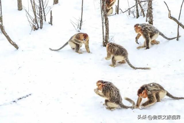 雪落神农架：解锁华中秘境的冬日仙境