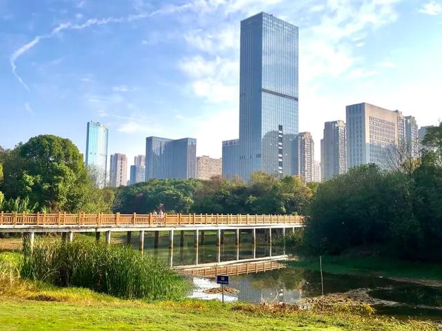 美篇:枫 叶 红 了