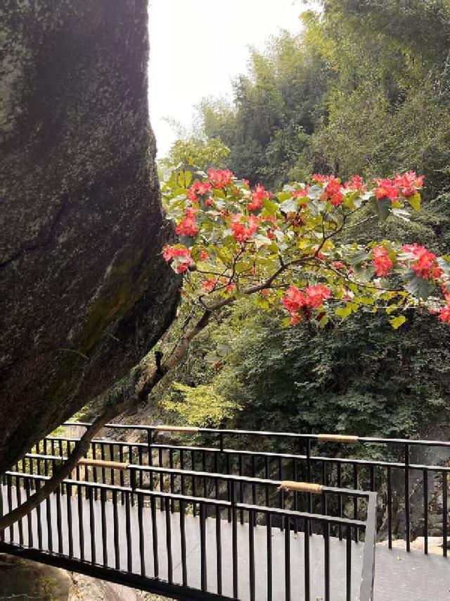 追梦老顽童戴树民：有一个地方叫“湖洋”
