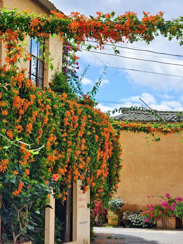 百年花巷古村，品红梨，捏瓦猫，偷闲半日