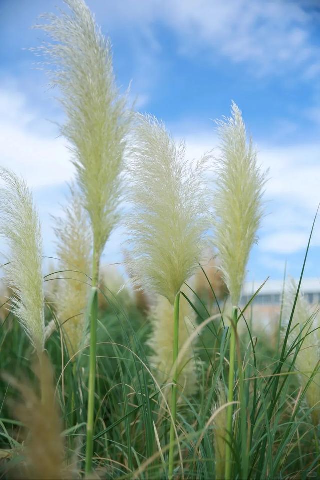 周末圈 | 轨道交通可达,重庆这14个公园,周末撒欢超开心!