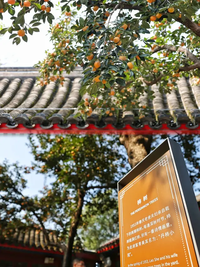 美爆！北京全城红叶上线！还有绝美花海！