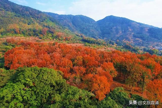 霞浦这处全球纬度最南枫香林,藏着闽东最浓的红韵