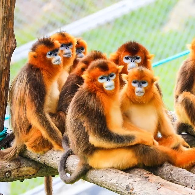 山东有自己的“疯狂动物城”！