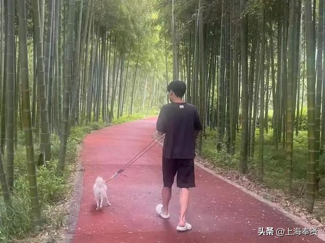 还在纠结带毛孩子去哪？奉贤养宠人，这些宠物友好地点你不能不知道