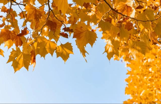 不用去南京，醴陵有属于自己的梧桐大道