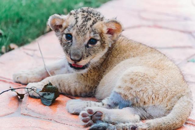 【萌狮叫醒服务】上线!快来给“最萌查房官”取个神仙名字吧!