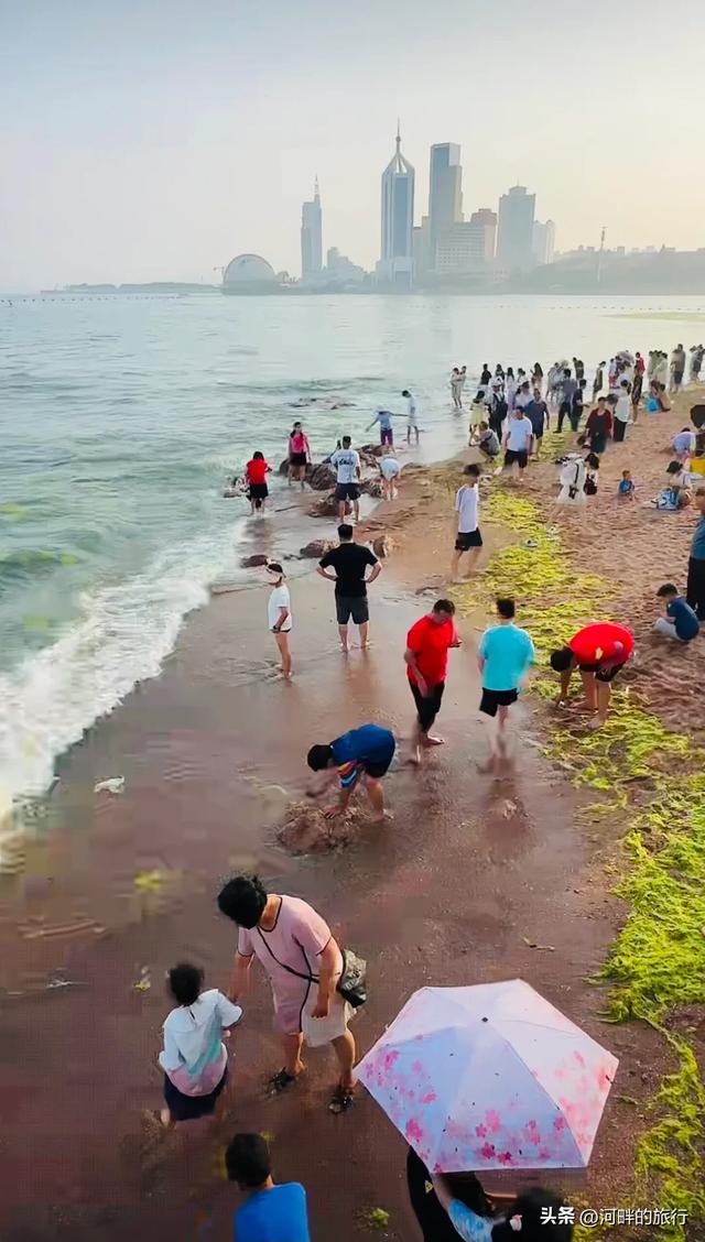 青岛大海，开始飘了浒苔
