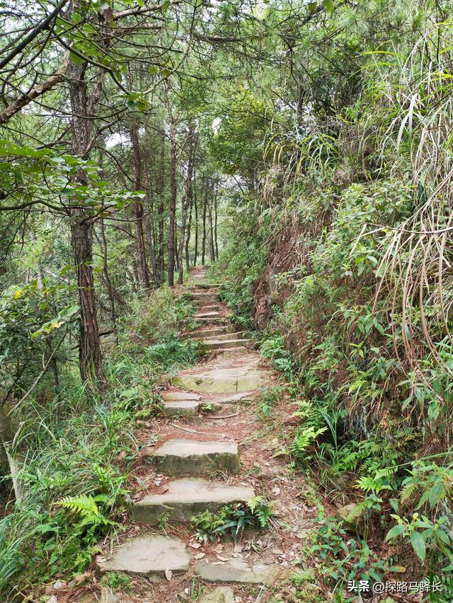 重庆主城藏了条“摆烂”步道：公交直达，轻松原始，就是有点费嘴