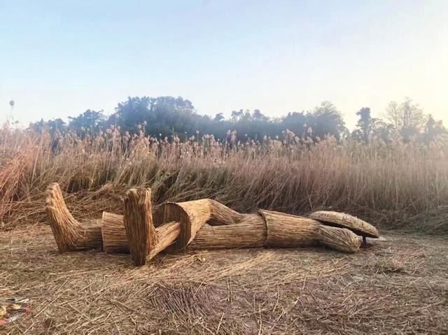 云梦周刊丨芦苇荡里听呼吸