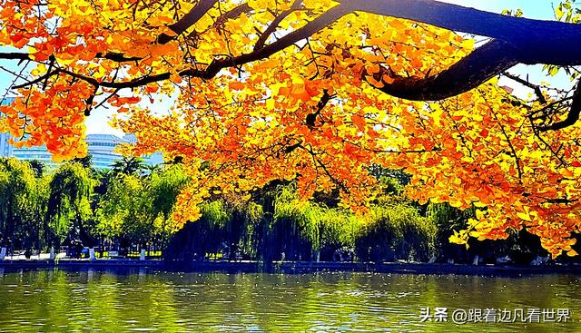 昆明蓝配翠湖银杏黄——藏着昆明最温柔的冬天