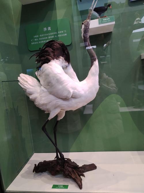 中国国家自然博物馆简介