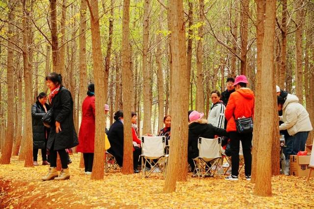 金黄预警！回回营银杏嘉年华来啦！8天秋日狂欢承包你的冬日浪漫