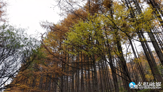 【东方微笑 多彩麦积】党川之秋：在麦积山林间，邂逅一场色彩与公路的交响