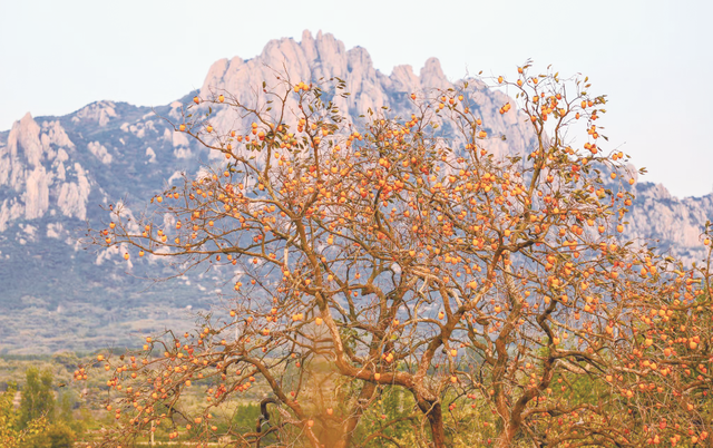 日照秋韵 一笺诗意入画来