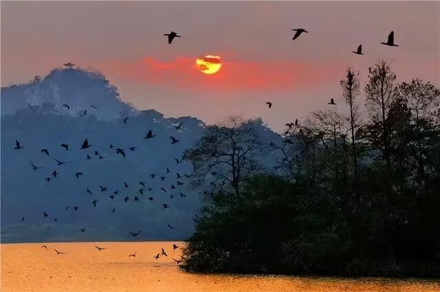 万鸟归巢的胜景，在肇庆也能看到！