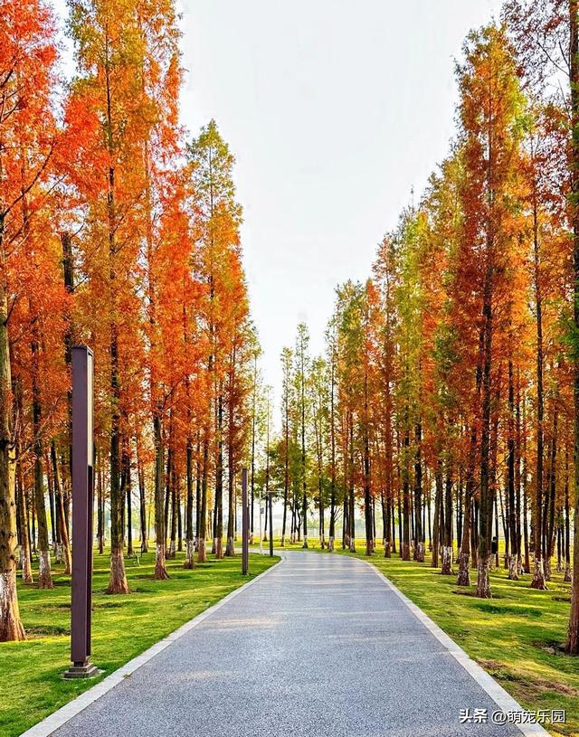 大学城惊现落羽杉美景，寒冬时节橙红叶片如晚霞，搭帐篷享受时光