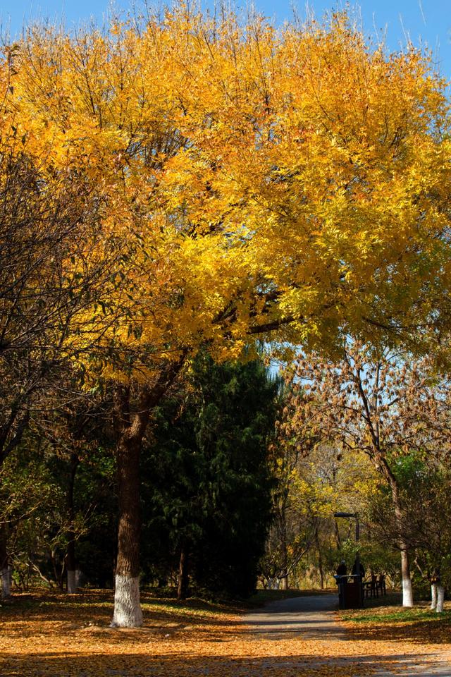 北京的秋天一定要奥林匹克森林公园！就是一场盛大的秋天盛宴