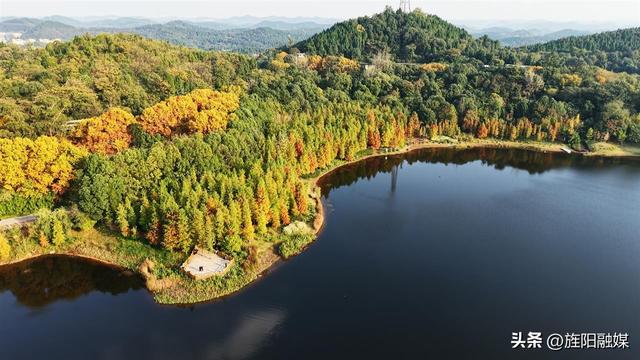 层林尽染！德阳东湖山水杉林渐入最佳观赏期