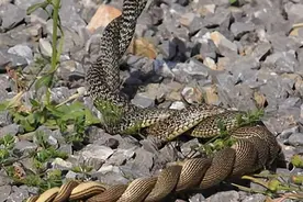 27张诡异的动物照：两条蛇缠绕在一起疯狂扭动，老鼠被做成铅笔盒图片