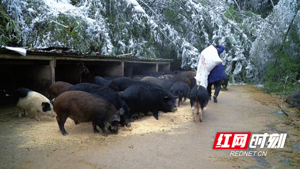 长沙VS郴州：一场比赛，两个江湖
