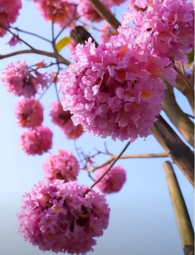 格桑花、紫花风铃木、雪白油茶花……肇庆这里太美了！