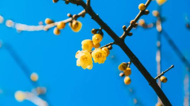 此刻！烟台花花花花花开了