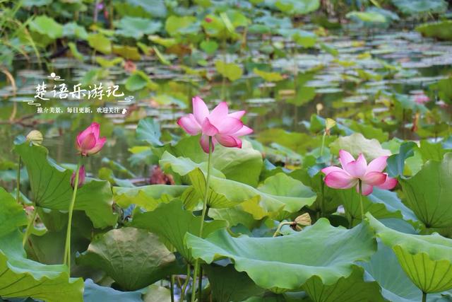 浙江宁波这片湿地少有人来，却是很美的赏荷胜地，周边美景也很多