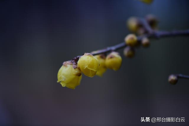 达活泉公园腊梅（美图）