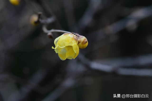 达活泉公园腊梅（美图）