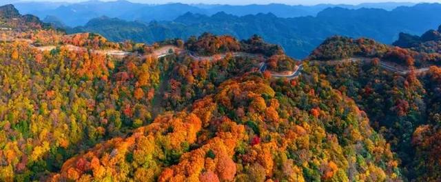 米仓山红了！4 万亩彩林漫过盐井河，把千年古道染成流动的火焰