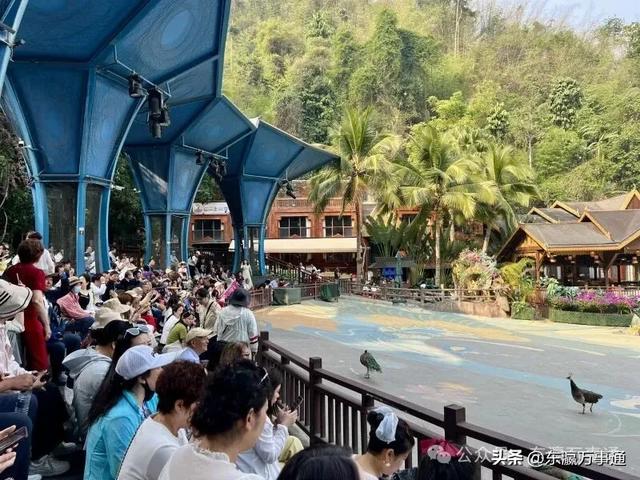 华媒走进西双版纳原始森林公园:看孔雀飞舞 访爱伲山寨 探原始森林