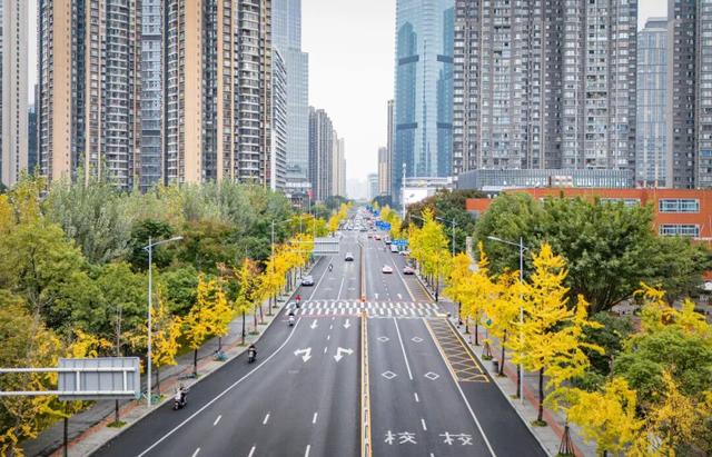 美到窒息！锦江街头的银杏可以“慢慢看”啦