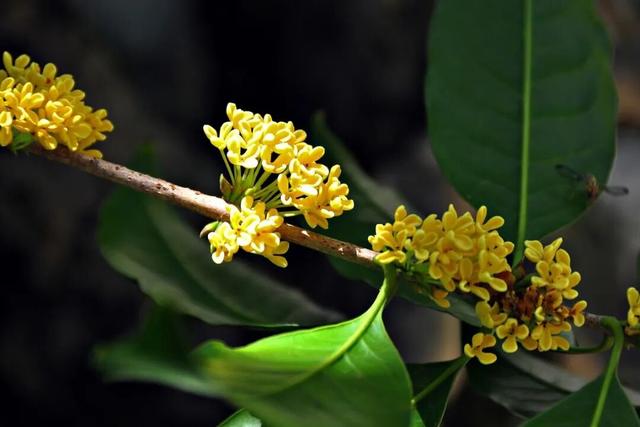 重阳登高何处去？安溪邀您赏花踏秋，解锁「茶山+云海」双景模式