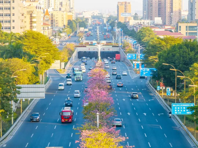 粉色异木棉盛放中！佛山五区这些观赏点，再不去就晚了