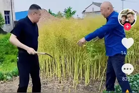 大老板开奔驰回家给老爹割油菜惹热议，笑哭在评论区老板的孝顺里图片