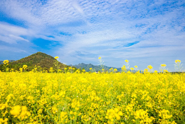 去油菜花田，往春天里走！