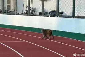 北京警方：在朝阳、海淀、通州等遛弯的“猴哥”都找到了图片