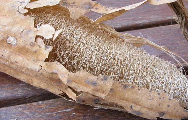 田间废品变赚钱利器！丝瓜络年出口达2000万，城巴佬钱真好赚！