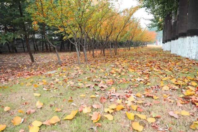 确定了，龙口5个区域！速来打卡