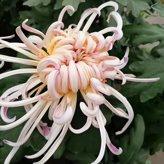 国庆旅游推荐 | 西安植物园邀您共赴秋季花宴