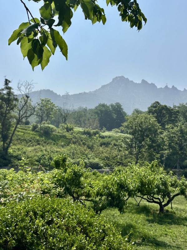 一座藏在青岛主城区内的森林氧吧