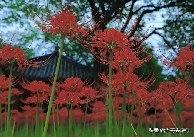 成都第一批彼岸花来了，秋日的火红，超级绚烂，地铁公交车直达！