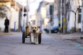 “小狗跑腿”兼“汪汪打车”，这只拉布拉多成全村最靓的崽图片