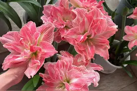 苏州姑娘一棵朱顶红养8年，网友直呼：“单花比脸大，活该火”图片