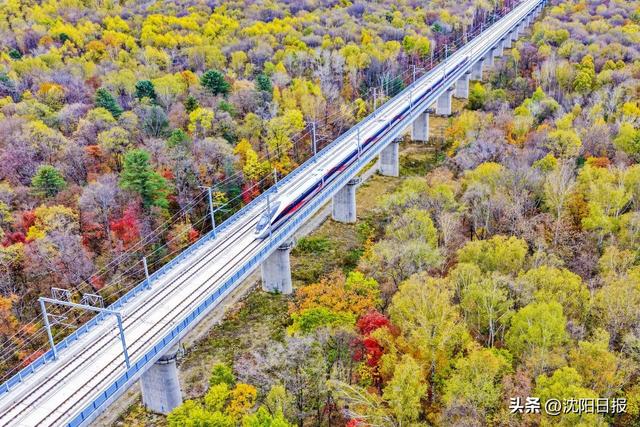 沈白高铁开启冬游模式：最低4折畅行，一路享“雪”赏景美食两不误