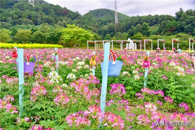 国庆相约卡玛花世界：花海中邂逅秋日浪漫，花篮小径中留下倩影