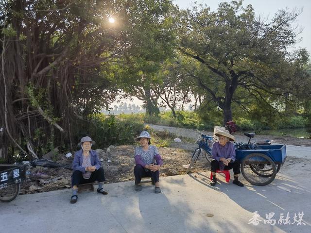 你知不知“稻”？番禺这片稻田美成了童话