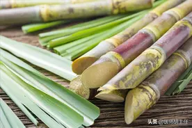 甘蔗是糖尿病的天然克星？糖尿病患者能不能吃甘蔗？一次讲清图片